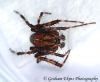 Araneus diadematus 4