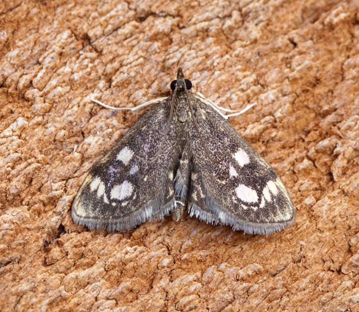 Anania coronata 1 Copyright: Ben Sale