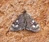 Anania coronata 1