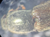 Athous haemorrhoidalis pronotum Copyright: Robert Smith
