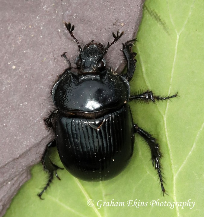 Typhaeus typhoeus 2 (Minotaur Beetle) Copyright: Graham Ekins