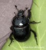 Typhaeus typhoeus 2 (Minotaur Beetle) 