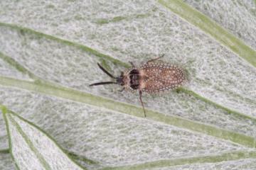 Dictyonota strichnocera Copyright: Peter Harvey