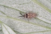 Dictyonota strichnocera