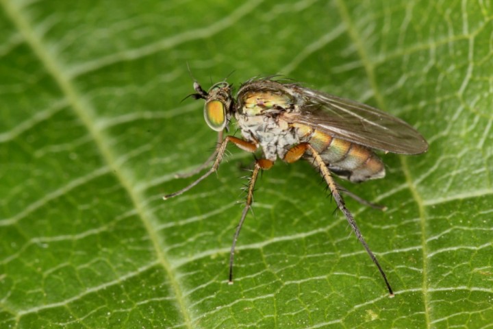 Dolichopus ungulatus male Copyright: P.R. Harvey