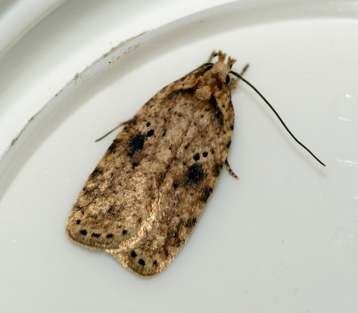 Agonopterix arenella Copyright: Ben Sale