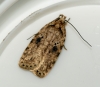 Agonopterix arenella Copyright: Ben Sale