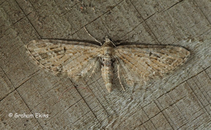 Eupithecia exiguata Mottled Pug Copyright: Graham Ekins