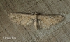 Eupithecia exiguata Mottled Pug Copyright: Graham Ekins