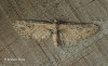 Eupithecia exiguata Mottled Pug