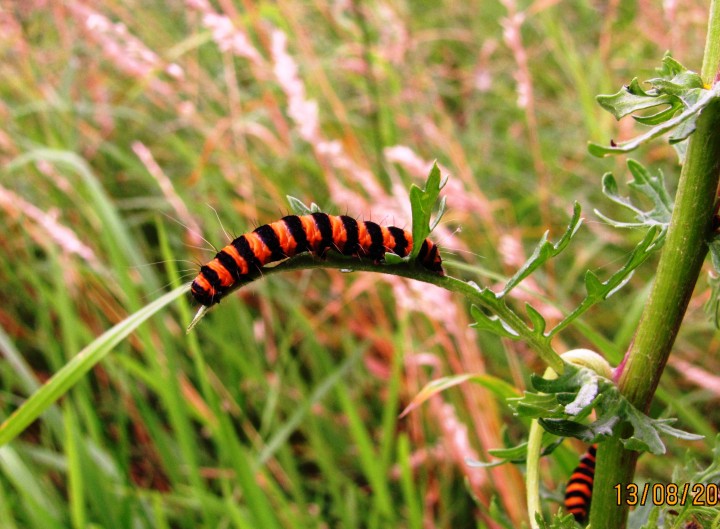 Cinnabar moth caterpillar Copyright: Graham Smith