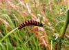 Cinnabar moth caterpillar 