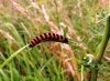 Cinnabar moth caterpillar 