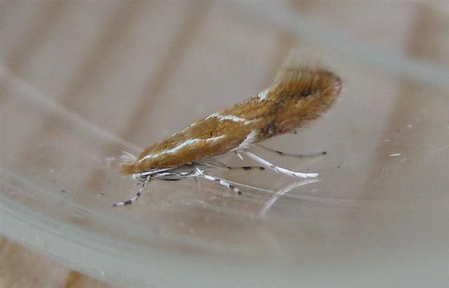 Phyllonorycter corylifoliella. Copyright: Stephen Rolls