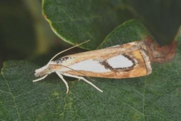 Catoptria pinella Copyright: Peter Harvey