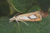 Catoptria pinella Copyright: Peter Harvey