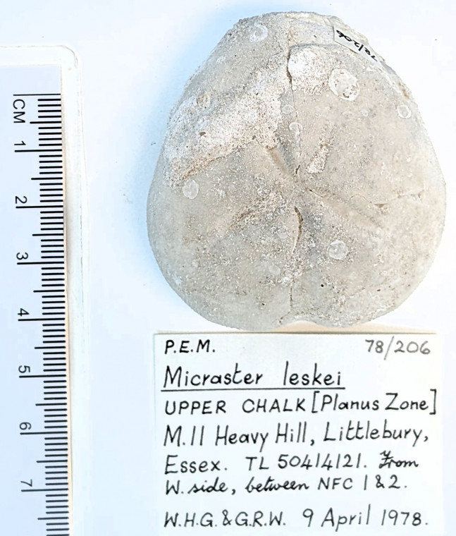 Echinoid Micraster leskei Littlebury Heavy Hill M11 1978 Copyright: Essex Field Club