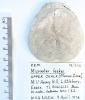 Echinoid Micraster leskei Littlebury Heavy Hill M11 1978  