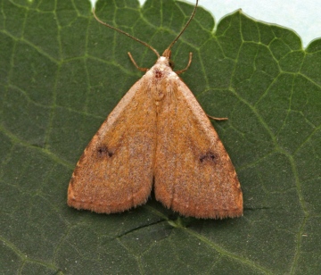 Straw Dot  Rivula sericealis Copyright: Graham Ekins