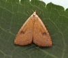 Straw Dot  Rivula sericealis