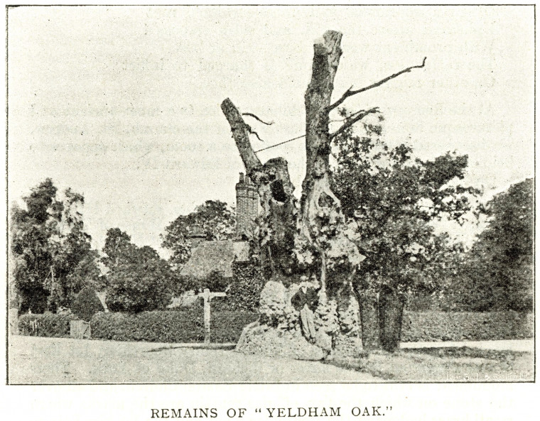 Yeldham Oak 1897 Copyright: William George