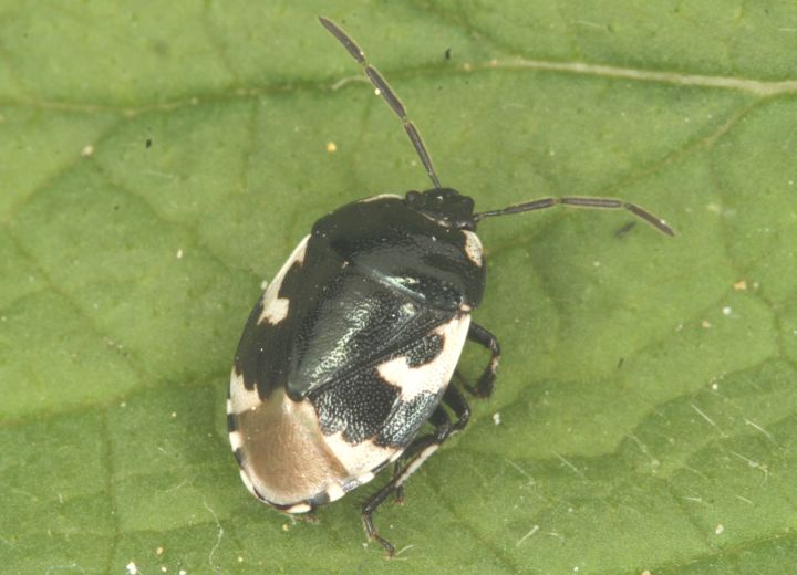 Sehirus bicolor Copyright: Peter Harvey