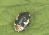 Sehirus bicolor 
