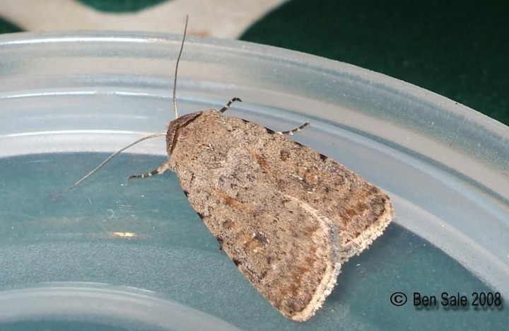 Pale Mottled Willow 2 Copyright: Ben Sale