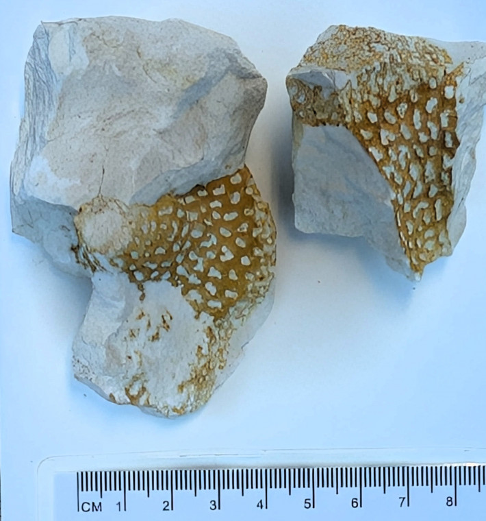 Fossil Sponge Littlebury Heavy Hill M11 1978 Copyright: Essex Field Club M11 1978