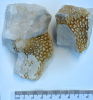 Fossil Sponge Littlebury Heavy Hill M11 1978 