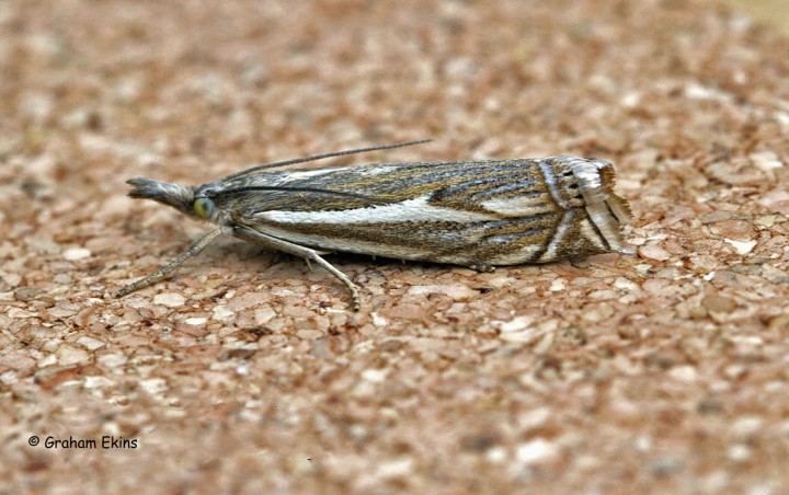 Crambus lathoniellus 3 Copyright: Graham Ekins