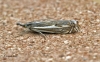 Crambus lathoniellus 3 Copyright: Graham Ekins