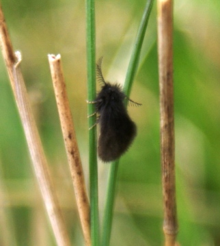 Epichnopterix plumella 2 Copyright: Graham Smith