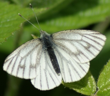 female (spring form) Copyright: Robert Smith