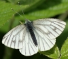 female (spring form) Copyright: Robert Smith