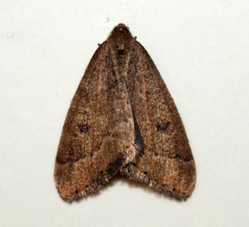 Theria primaria (Early Moth) Copyright: Ben Sale (2010)