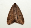 Theria primaria (Early Moth)  