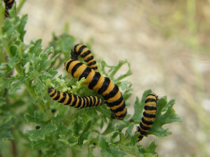 Cinnabar moth caterpillars on ragwort Copyright: Sue Grayston
