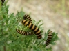 Cinnabar moth caterpillars on ragwort
