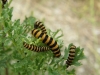 Cinnabar moth caterpillars on ragwort Copyright: Sue Grayston