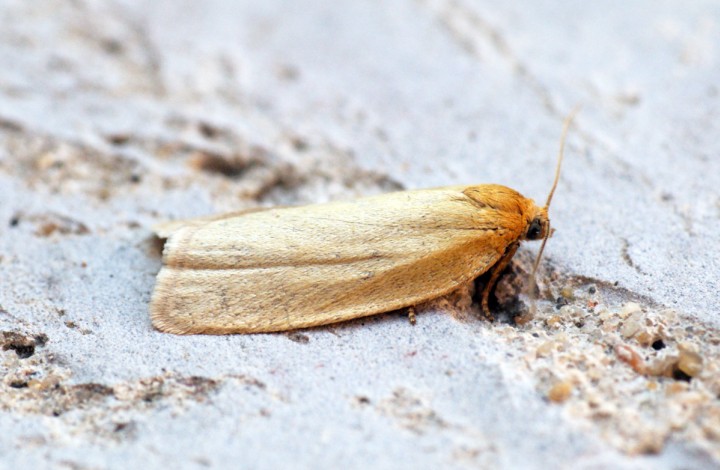 Aphelia paleana Copyright: Ben Sale