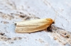 Aphelia paleana 