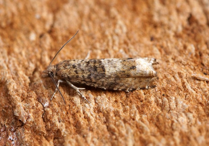 Epinotia tetraquetrana 2 Copyright: Ben Sale