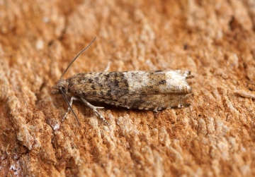 Epinotia tetraquetrana 2 Copyright: Ben Sale