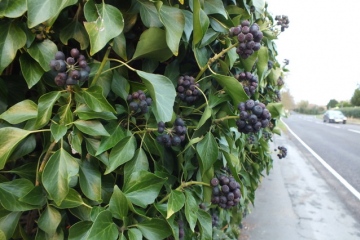 Hedera helix Copyright: Peter Pearson