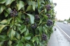 Hedera helix 