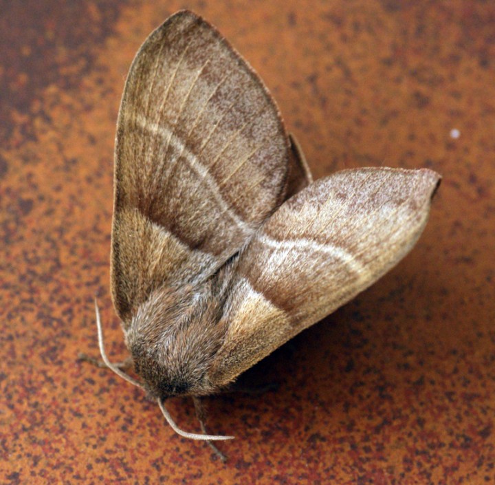 Fox Moth Copyright: Ben Sale