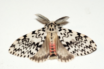 Black Arches 3 Copyright: Ben Sale