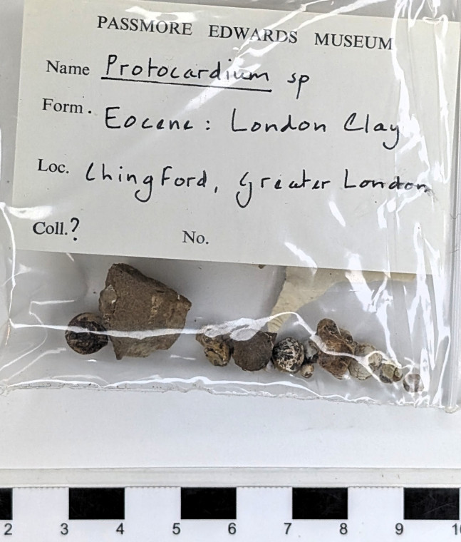 Chingford London Clay Fossils  Protocardium bivalves Copyright: Arthur Wrigley Collection