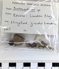 Chingford London Clay Fossils  Protocardium bivalves